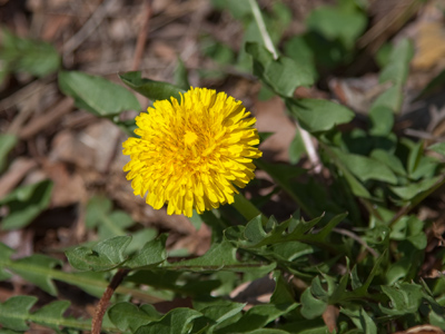 I`m so happy about the early spring weather, I can even rejoice in the return of dandelions.
