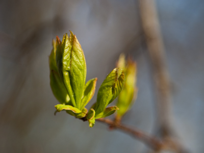 Flowers got an early start, but the trees are catching up.