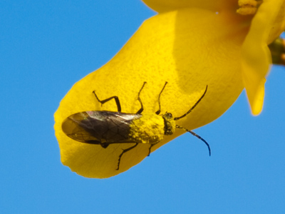 If insects like this didn`t keep plants like this alive, then you would not be alive.  Be considerate of what sustains you.