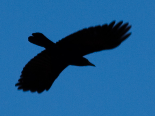 The avian politics of my neighborhood have transformed since two hawks moved in.  In the morning, little birds sing and chirp, until a hawk squawks once and they go silent.