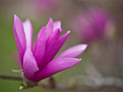 Get outside and enjoy them while you can.  There were already dead ones on the ground.