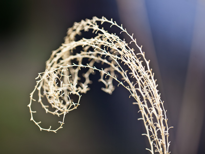 Mathematics in action:  a Fibonacci sequence in the yard.