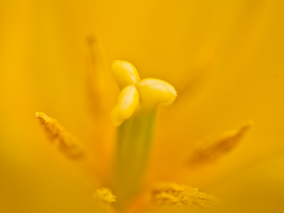 Yellow is in style this season.