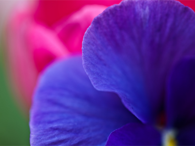 I heard a large bee somewhere nearby but couldn`t see it.