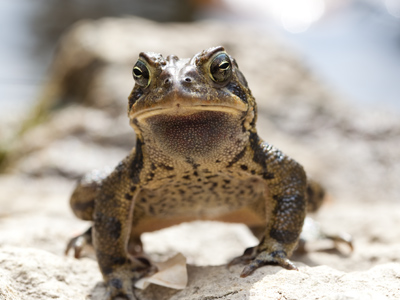 The most cooperative creature I`ve ever photographed.  He and his buddies made a deafening creeking noise.