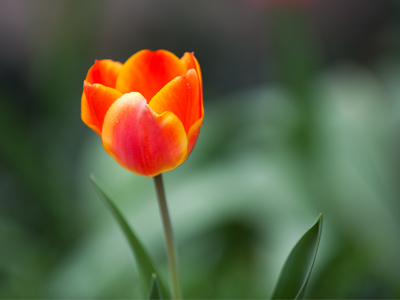 The daffodils are dead.  Long live the tulips!