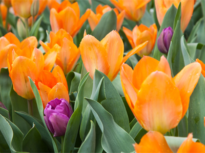 Life is short:  why be drab?