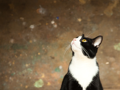 Another resident at the artist`s studio.