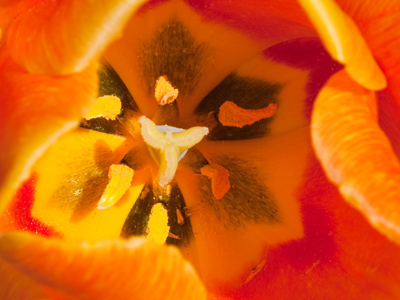 Tulips:  the inside story.