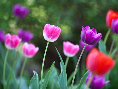 Green Street isn`t just green.