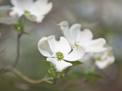 On a spring day, press record.  During winter, press play.