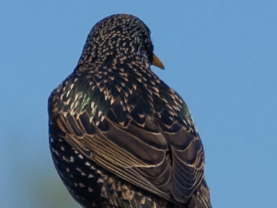 The salt-and-pepper look is popular now.
