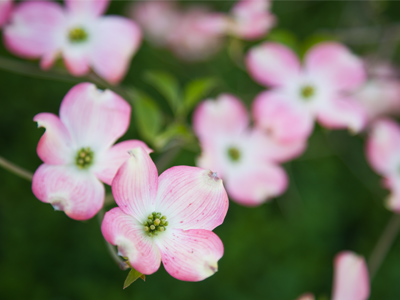 Springtime is fleeting.