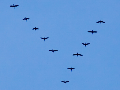 `Come on, Smithers, keep up!`