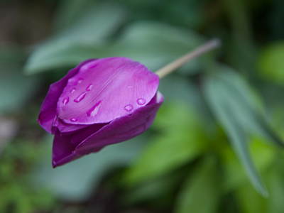 Besides May flowers, April showers also bring wet shoes.