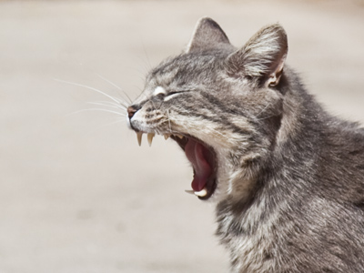 CLEAN THE LITTER BOX ALREADY!!!!