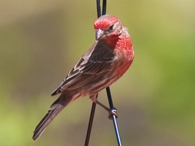 Taken from across the street with my big ol` lens.