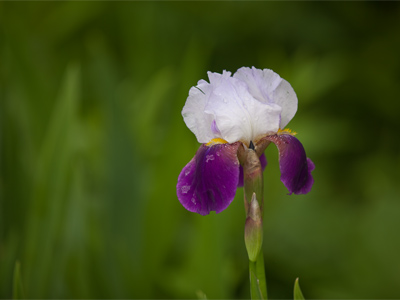 There are not many of these in my neighborhood this year.