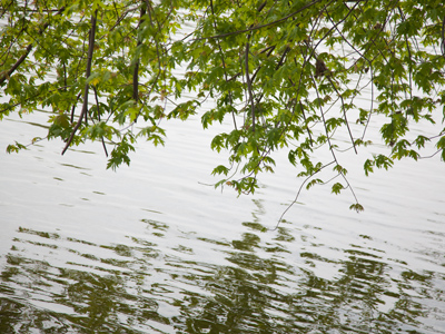 And he shall be like a tree planted by the rivers of water, that bringeth forth his fruit in his season; his leaf also shall not wither; and whatsoever he doeth shall prosper.  PSALM 1:3