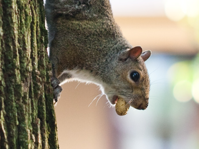 WARNING:  Choking hazard.