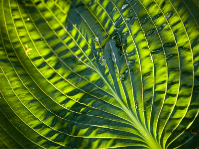 Without light, photographs are impossible.  And without the RIGHT light, photographs are dull.