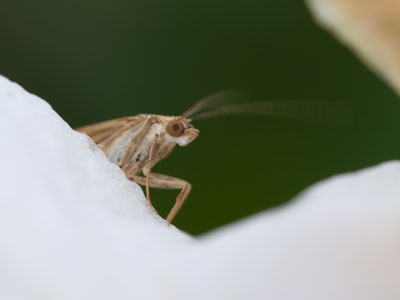 Moths are the poor cousins of the Lepidoptera family.