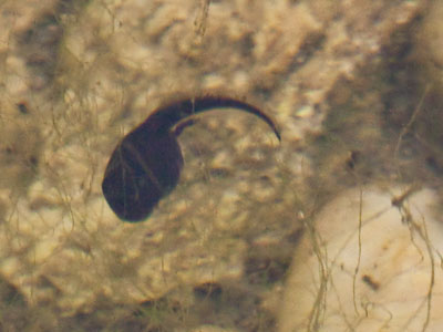 Swim now, hop later.