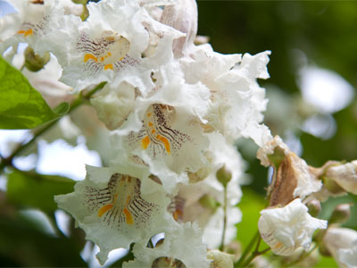 The popcorn trees on my street are beginning to pop.