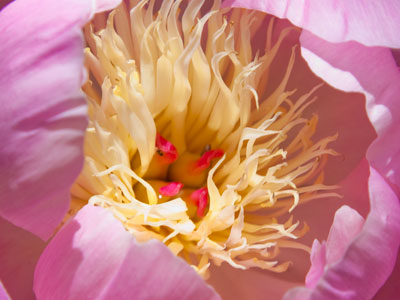 This peony has popped.