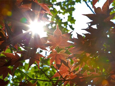 Turn off the TV and come outside to watch the best shows.