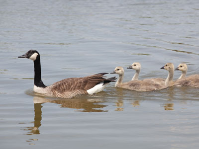 What`s good for the goose . . . 