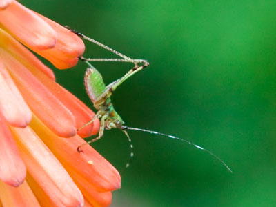 I planned to have a bug-and-flower photo fest this morning, but left my bug-and-flower lens at home.  So I improvised.