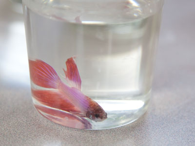 The perfect graduation gift (?).