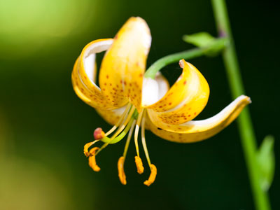 If you have no choice but to shoot a single flower by itself, place something else into the shot, like some nice blur.