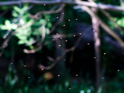 The bugs were up early and waiting for me.