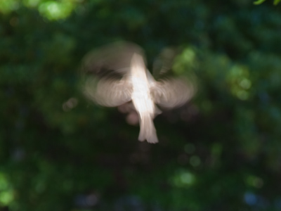 Unidentified Flapping Object.