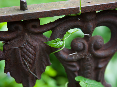 This iron fence will outlast this plant, but plants will outlast iron fences.