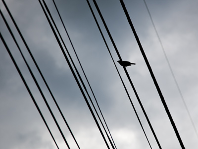 And birds will outlast telecommunication devices.