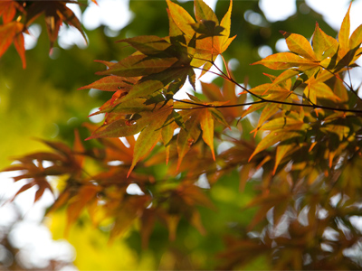 As I told people in a photo workshop today, blur has a negative connotation, but it`s a powerful aesthetic tool.