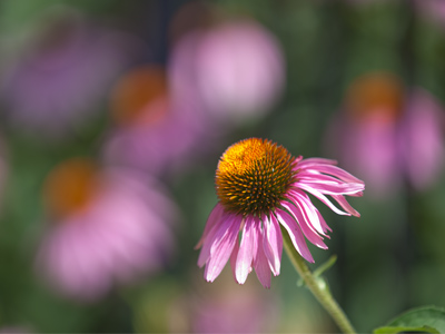 I have no desire to plant flowers in my yard, but I`m glad that other people do.