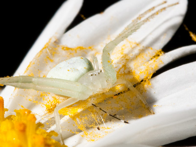 Beware the white death.