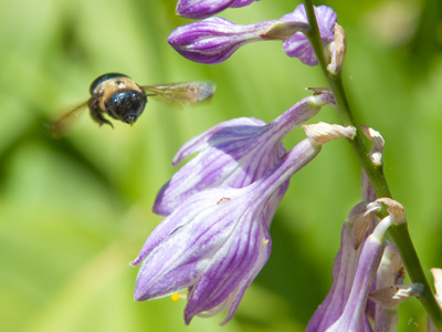 Sorry for the repetition, but bees are easy targets.