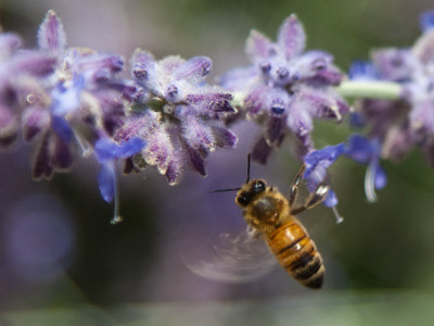 You`ll be my honeysuckle, I`ll be your honey bee.  BLAKE SHELTON