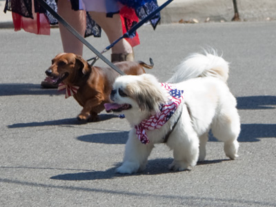 They`re both hot dogs.