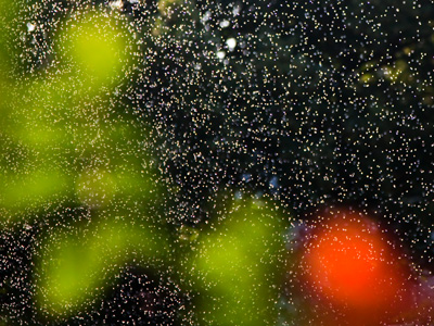 To avoid the afternoon heat, I got up twenty minutes early, but this picture represents only 1/8000th of a second.