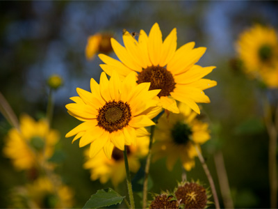 Early morning at Garden Station.