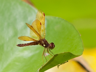 When the alien came out, John Hurt`s stomach blew up.