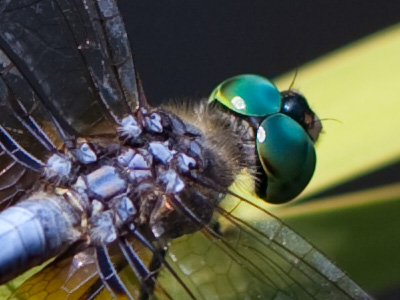 `The better to see you with, my dear.`