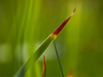 It whispered, `Water.  Give us water.`