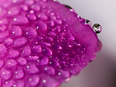 Dewdrop on a flower, flower in a dewdrop.